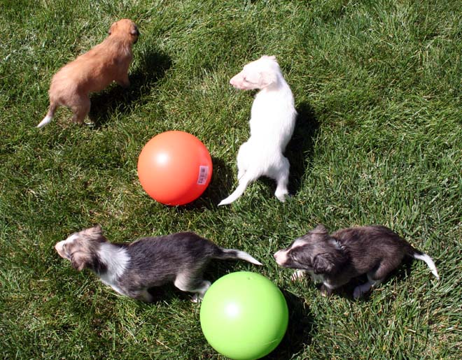 Puppies 1 6 7 5 with balls